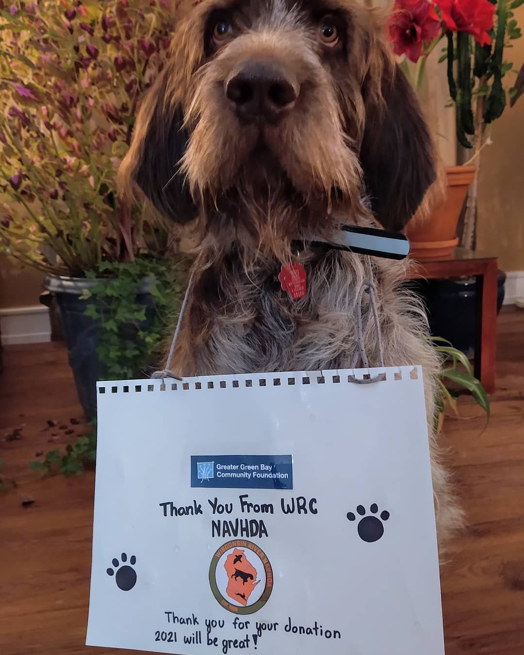 We are pleased to announce that the Greater Green Bay Community Foundation awarded a $2,000 grant to the Wisconsin River Chapter NAVHDA. WRC Secretary Mike Murray's Spinone &quot;Titan&quot; is especially thankful.

&nbsp;

This donation specifically