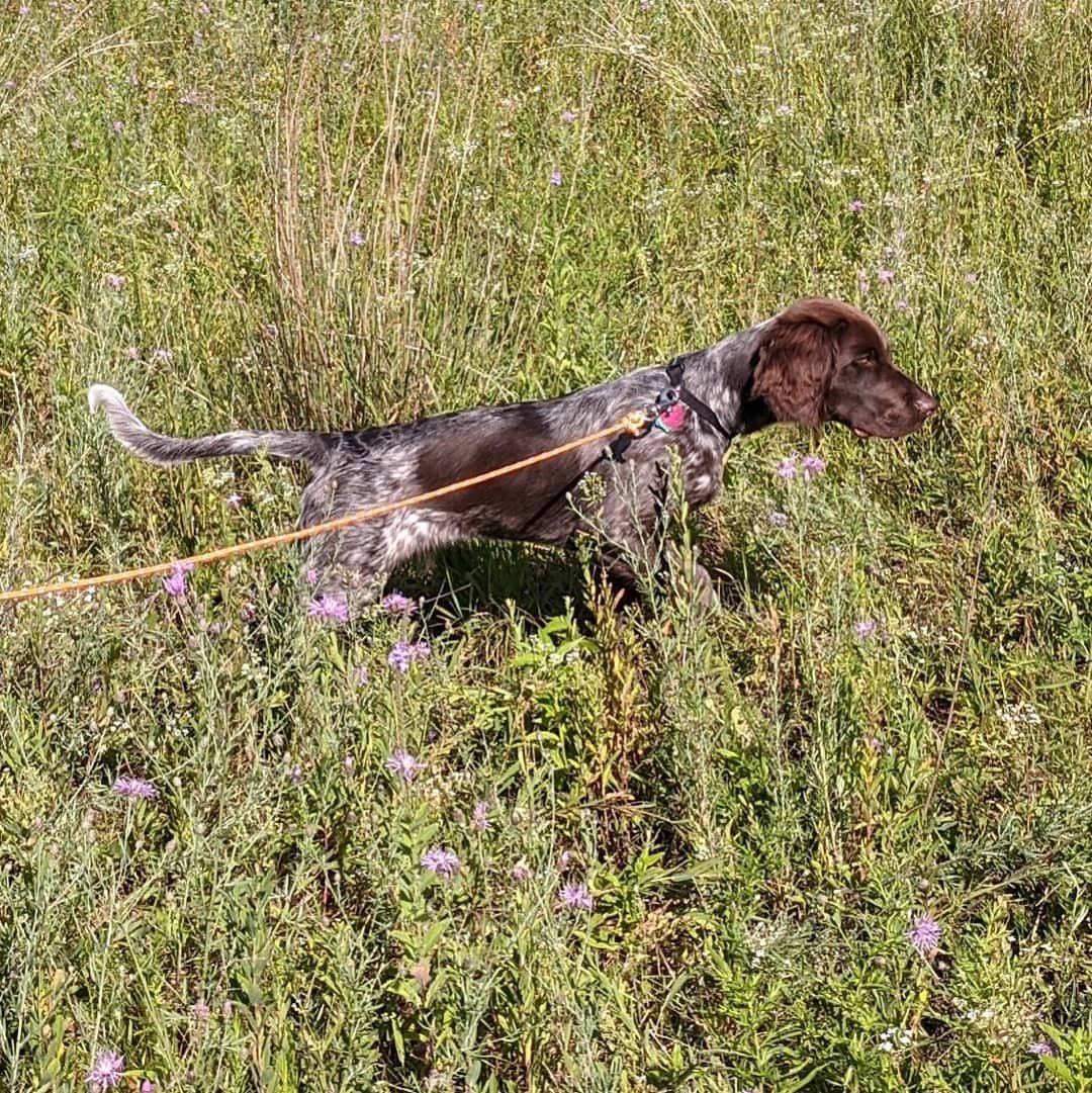 First points never get old.
@autumn_wings_
#dejackennel

#smallmunsterlander #wirehairedpointinggriffon
#july
#pups
#instinct
#magic