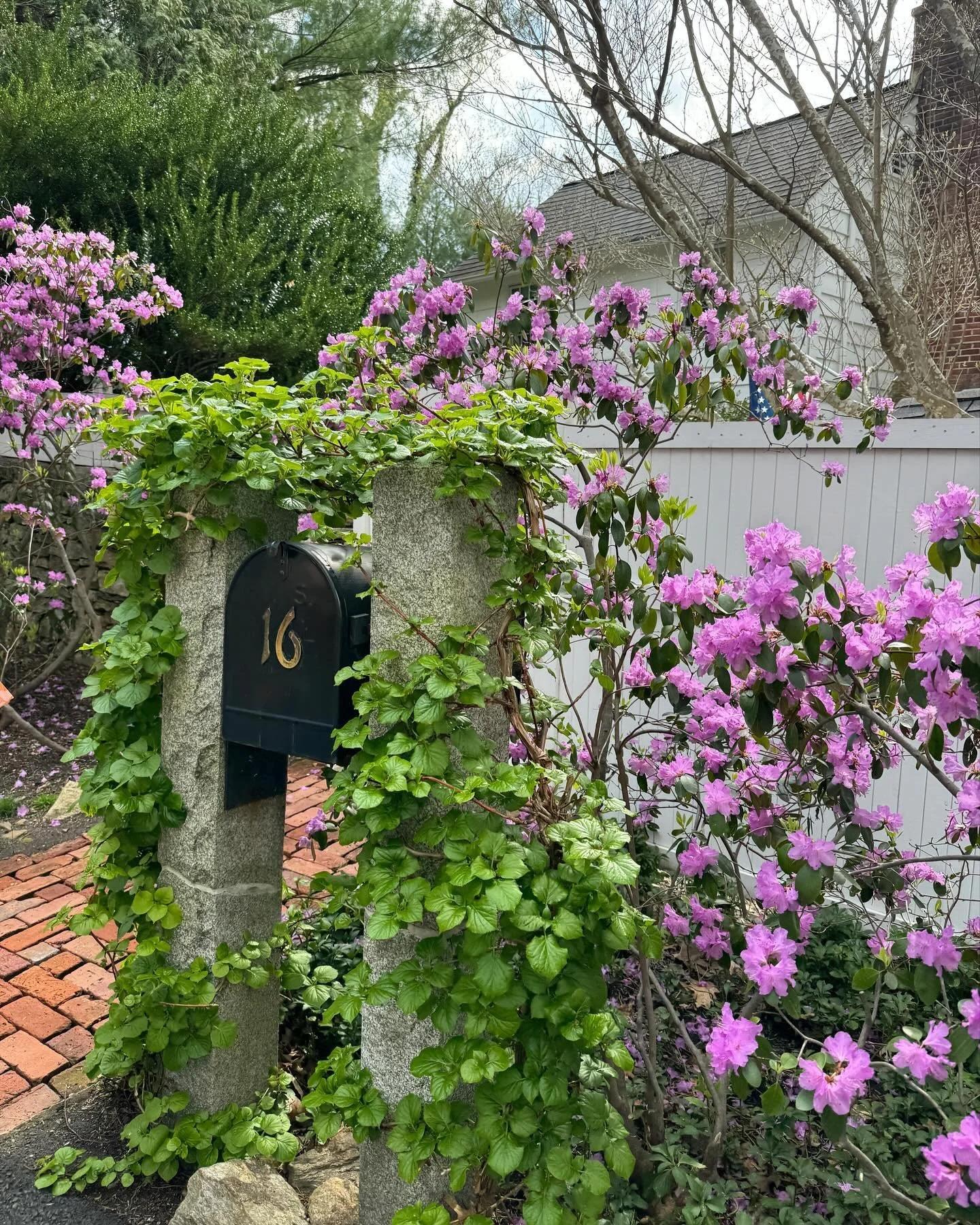 in bloom 🌷