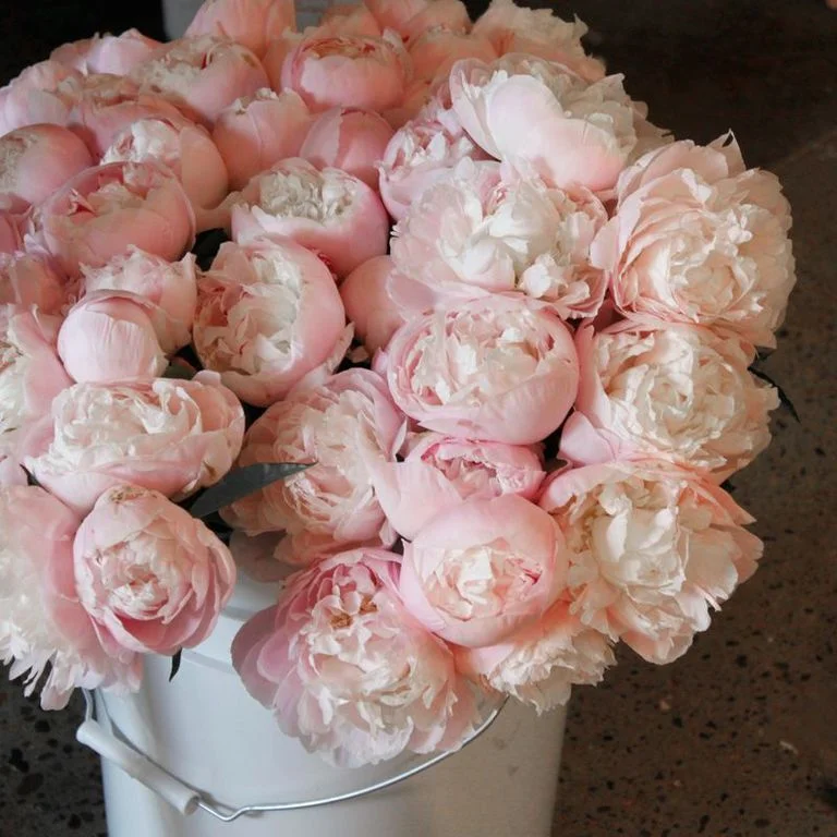 hilary horvath flowers