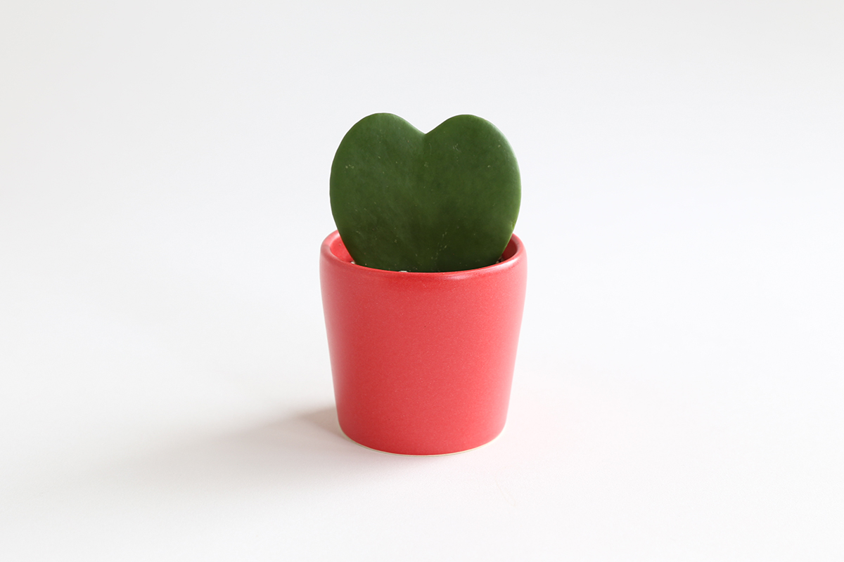hilary_horvath_valentine_portland_delivery