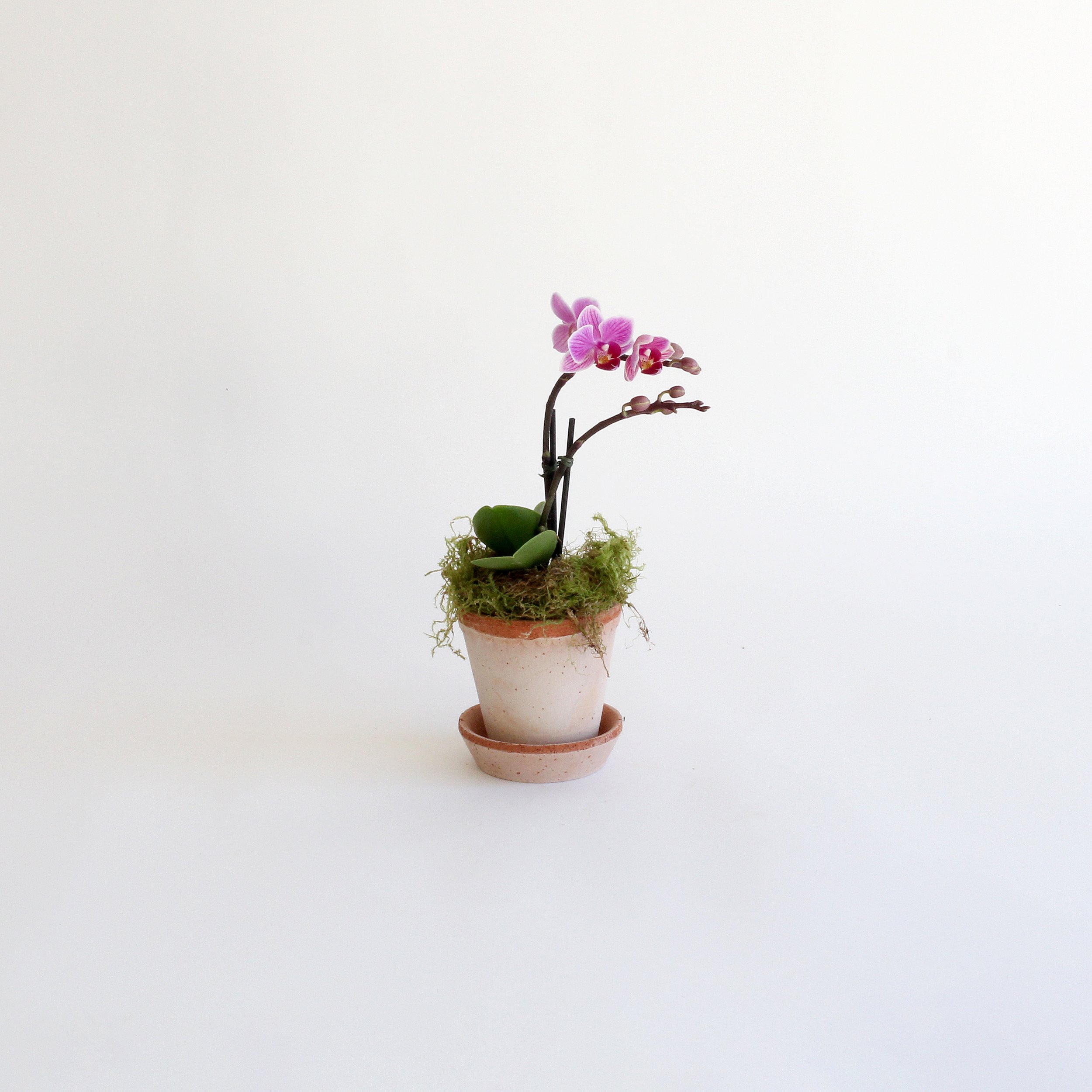 Bergs Potter * Tiny Orchid