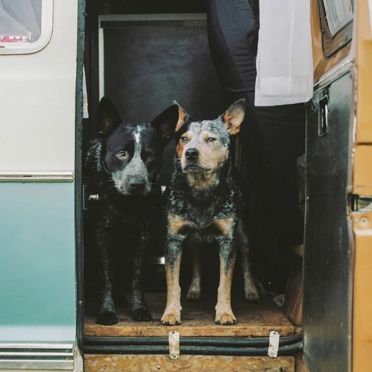 Dogs & Vans — photo gallery by Andrew Knapp