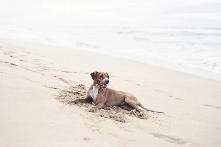 Kauai Dogs — photo gallery by Andrew Knapp