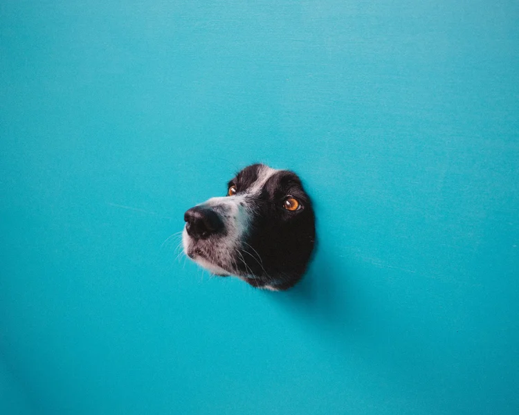 Agapornis Magazine — photo gallery by Andrew Knapp