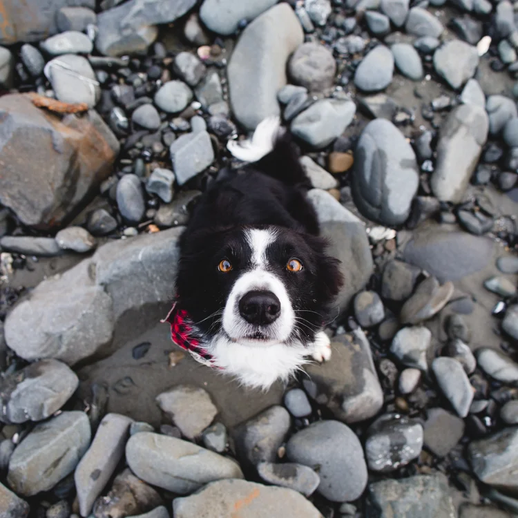 Momo's Face — photo gallery by Andrew Knapp