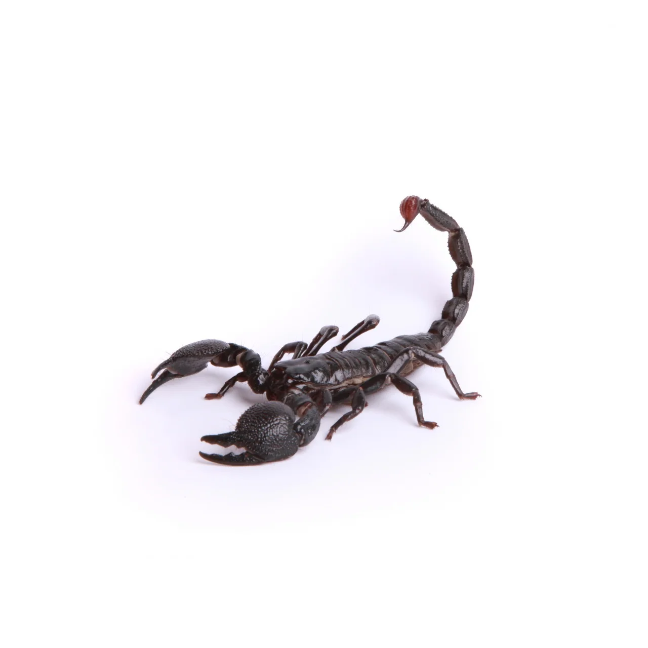 R scorpion