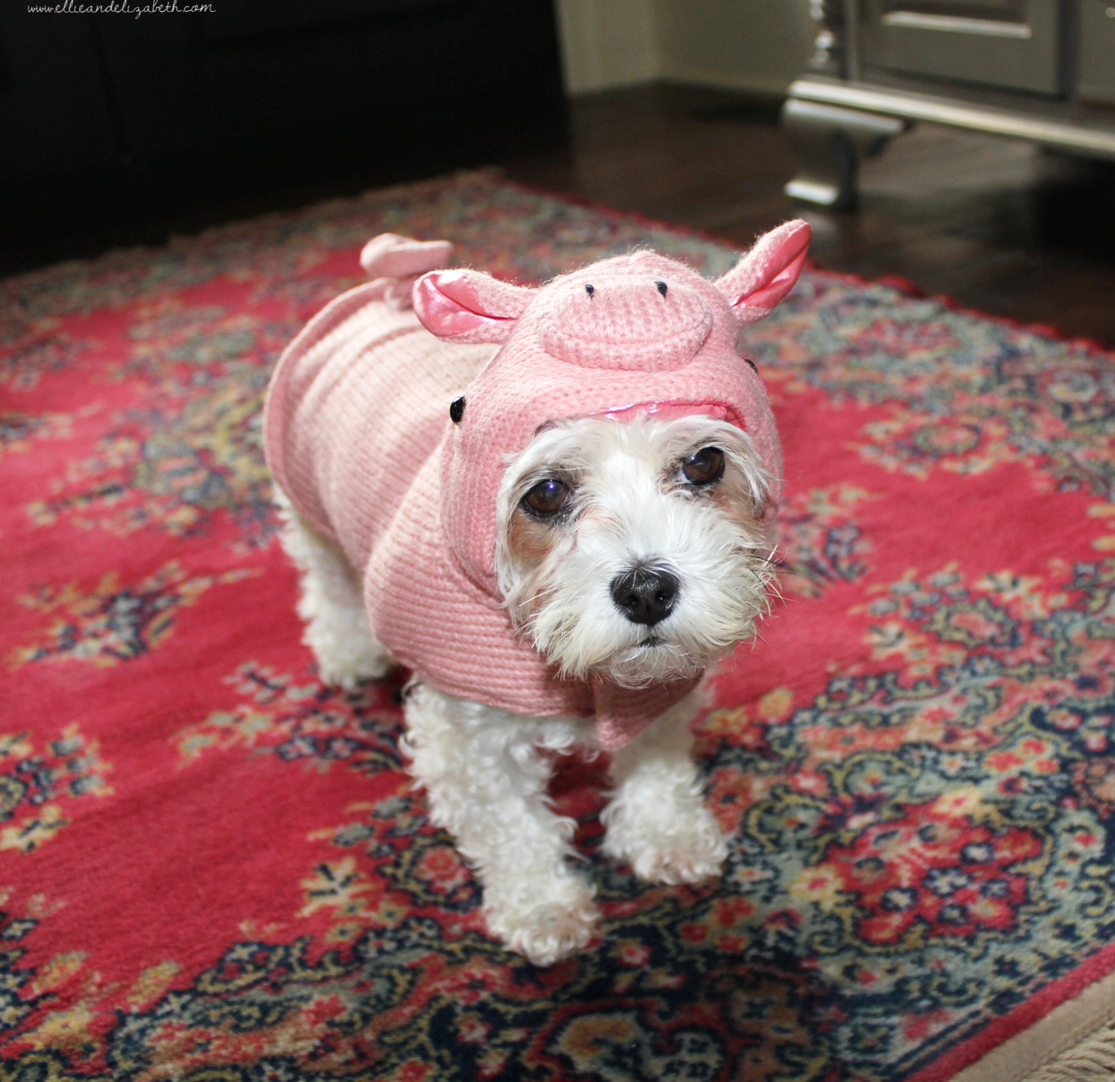 This is Bear's pick. A pig. For real. I mean, I don't even eat that much. Baby pigs are all the rage though, and pink is my color.