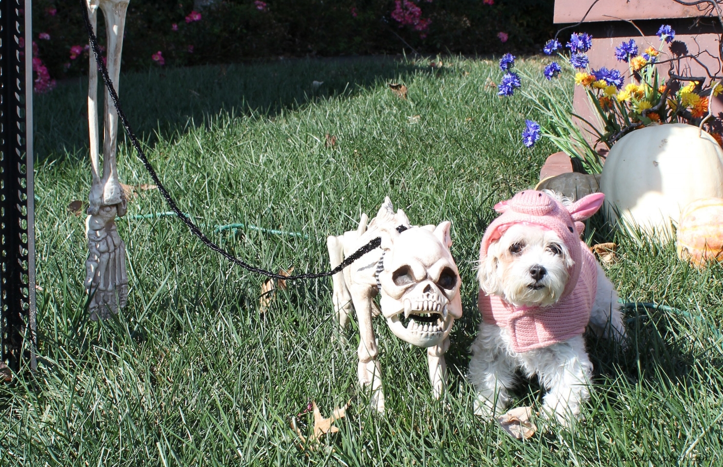 Elizabeth thinks this is hilarious. I think it's the creepiest moment of my life. And I'm dressed as a pig.