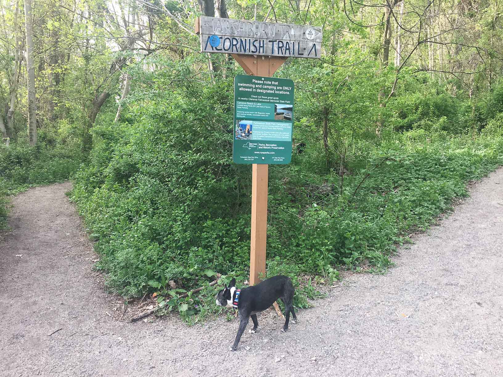 You can go left or right for this loop hike. Going right (Washburn trail) means a steeper ascent at the beginning (That's not my dog but I wish it was!)