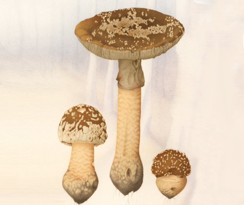 Fungi 04.jpg