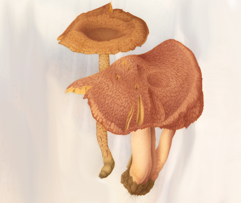 Fungi 07.jpg