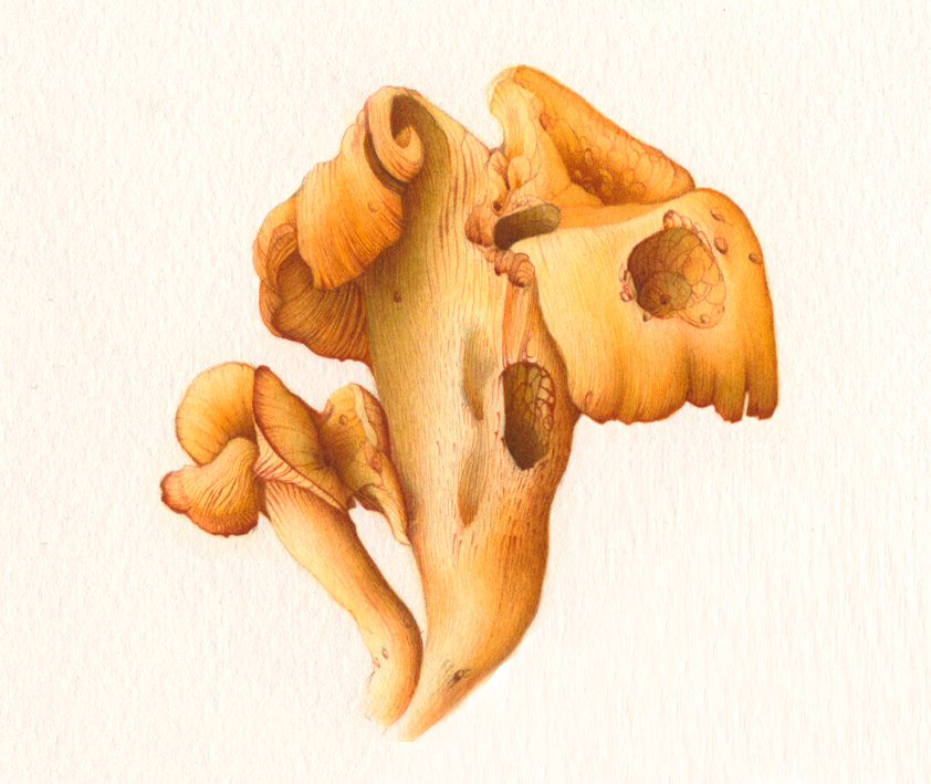Fungi 08.jpg