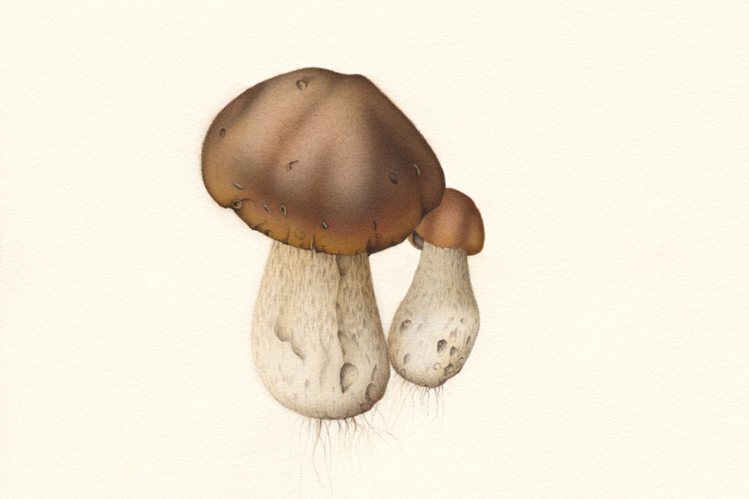 Mushroom 01.jpg