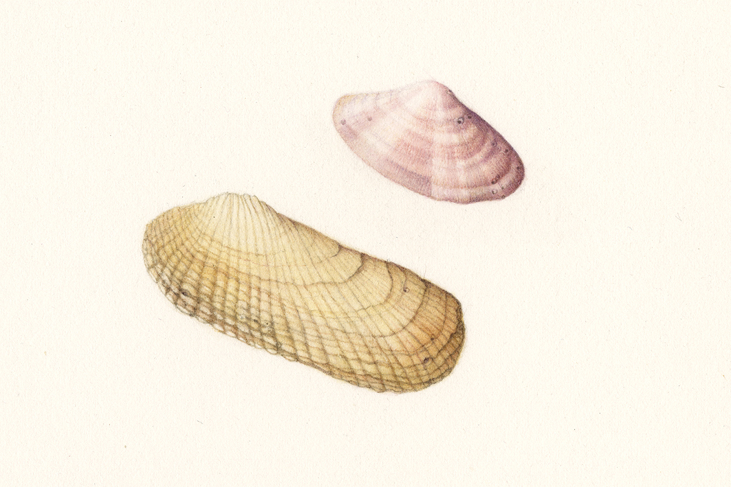 Shell 02.jpg