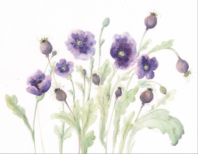 Purple Poppies 