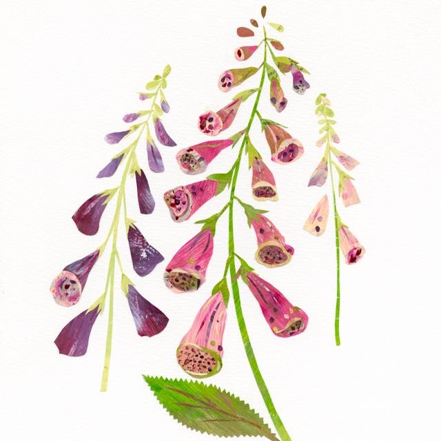 Foxgloves.jpg