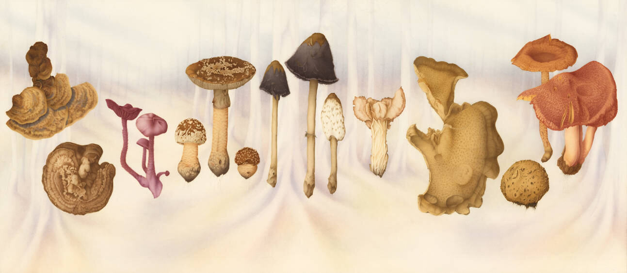 Funghi_3_1293.jpg