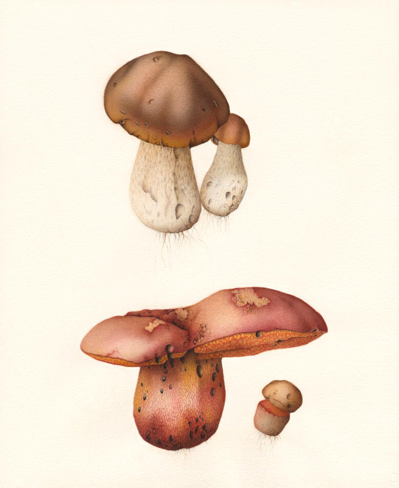 Funghi_2_1800.jpg