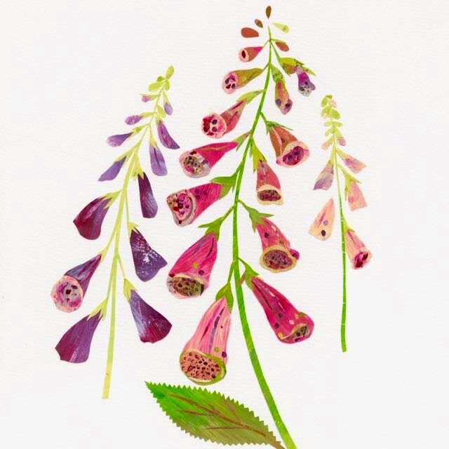 Foxgloves 