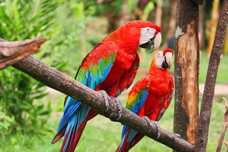MARRISA_WILSON_NY_GUYANA_BIRDS.jpeg