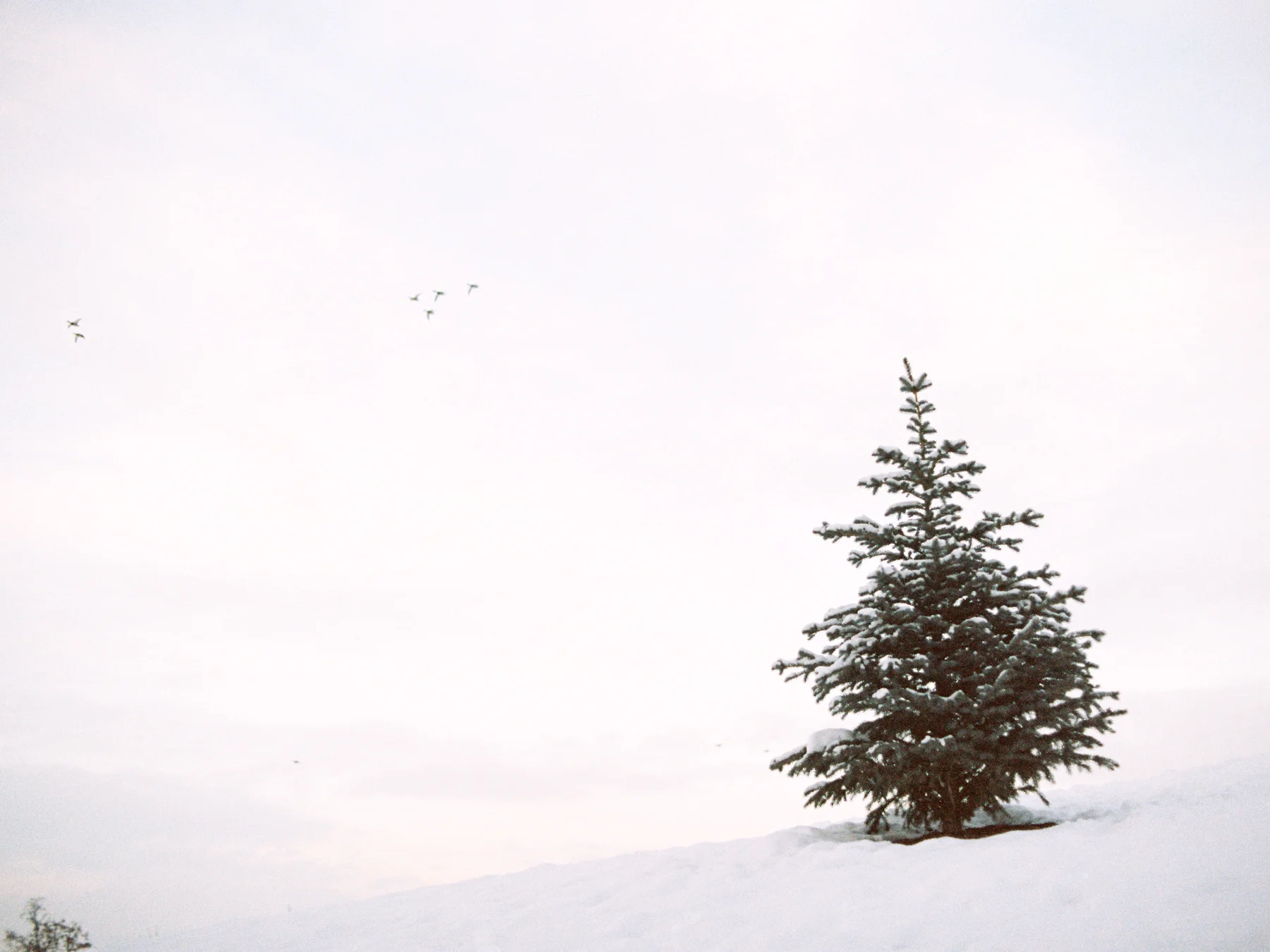 Ben+Joella | Winter on Film 12.jpg