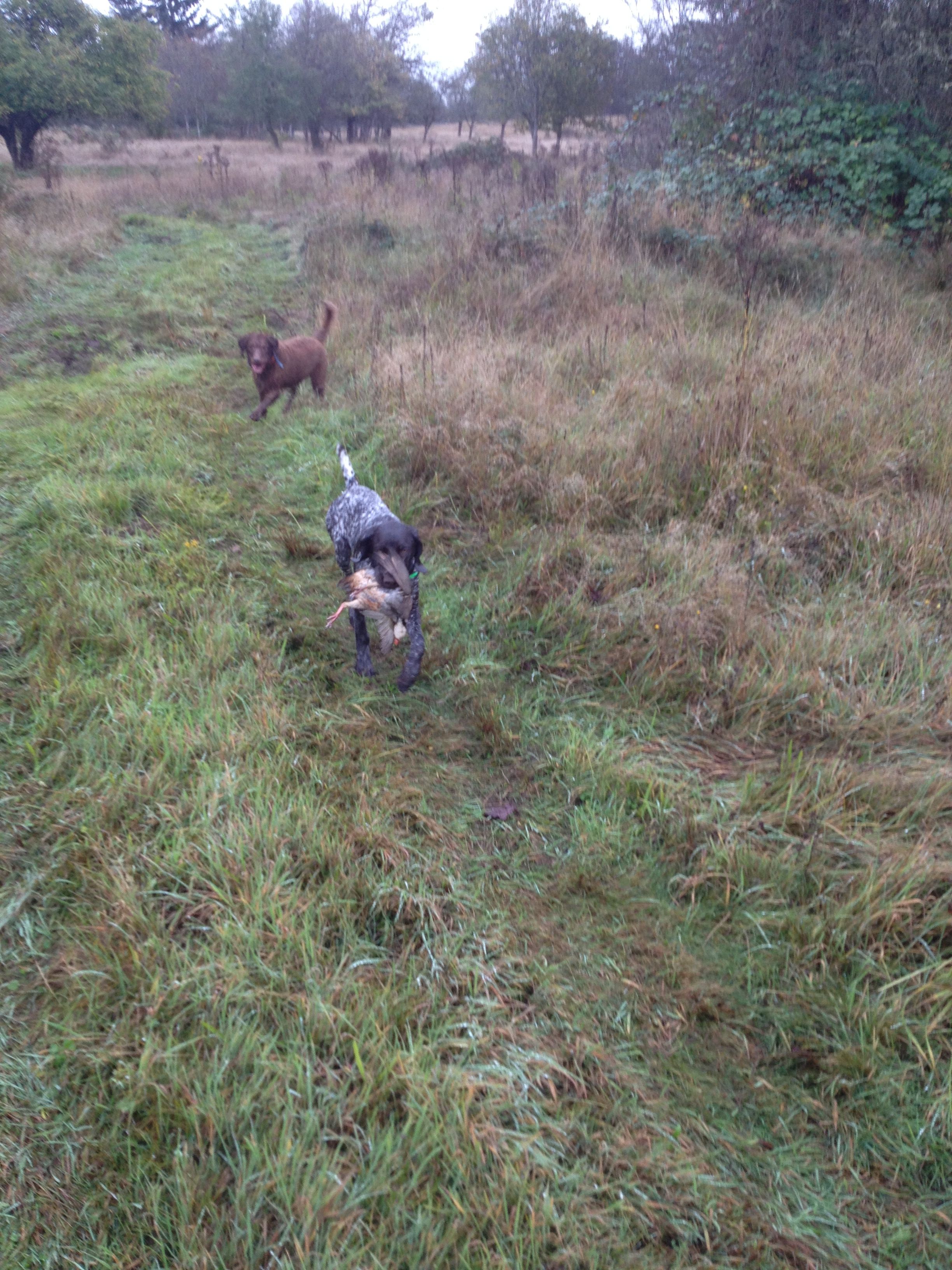 Kathy, I did a second day at Gary's about 2 weeks ago. I had Gus and our 12 year old GWP, Agnes. Gus had his first retrieves this time around too (all natural, no special training). We went 8 for 10 on chukars and found a bonus pheasant. Gus learned from Agnes that sometimes, slower is better. Gus continues to have a strong drive and point. He also honored Agnes well when she found birds first. Here are some pics of one retrieve, a point, and the end results. Feel free to use these on your site, if you want. Now on to some wild birds. All this at just 6 months old! Update: Gus ran his natural ability test this weekend at the Willamette Valley chapter test. Folks were glad to see one of your dogs there. We got endless compliments on how handsome and good looking Gus is. At the end of the day he came out with a Prize II! Eyes, bite, teeth all good. Coat was medium dense and harsh. I am really pleased with how he did. Tom Spooner, Or