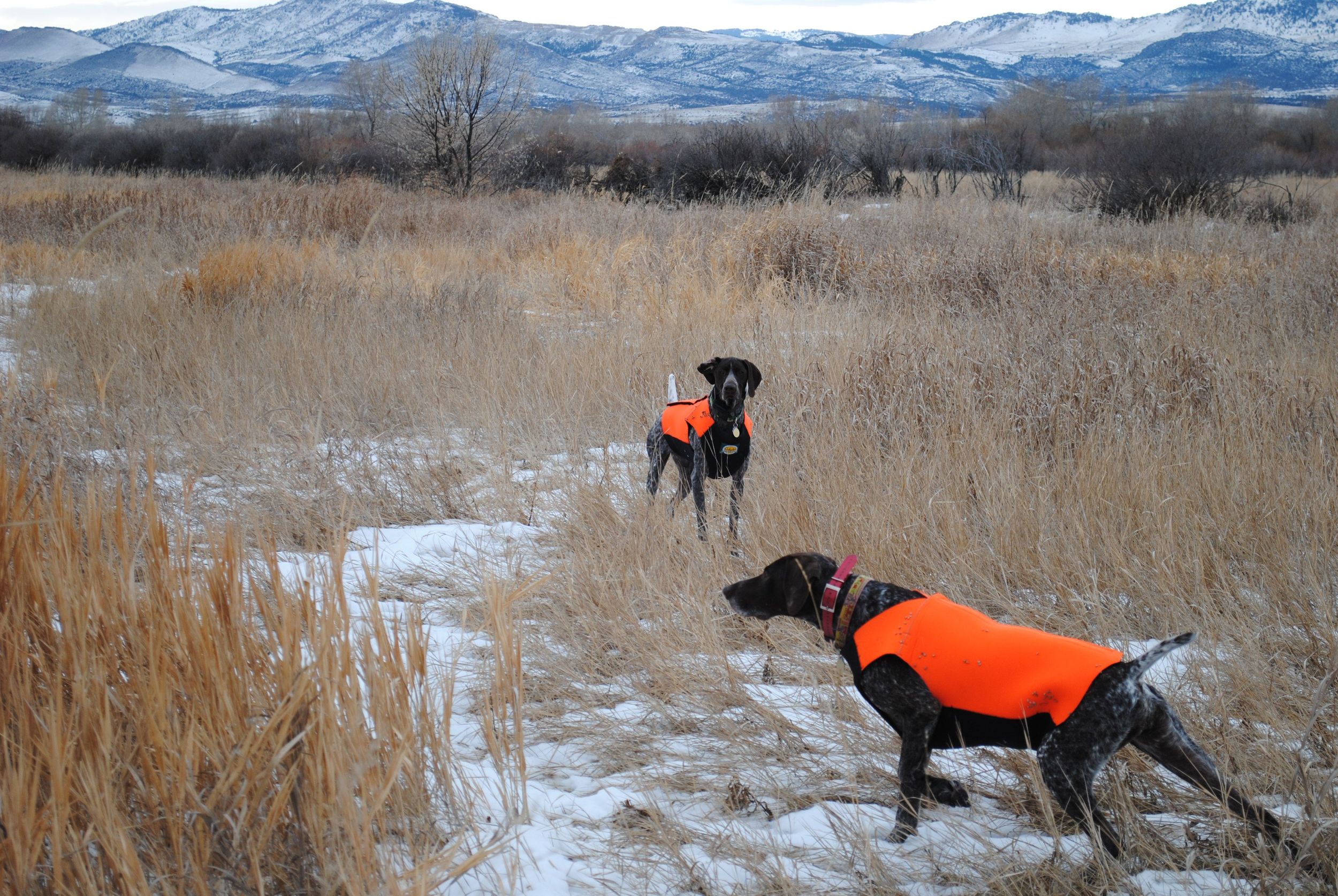 . We're getting ready for Hanna's 10th year of hunting and Greta's 6th. I've attached a picture of Hanna in the foreground and Greta backing her on a very cold New Years day a few years back. We've enjoyed these dogs for so many years, when Hanna is gone we're definitely going to want another one of your pups. Thank you! Jeff & Melanie Harmon, BozemanMT