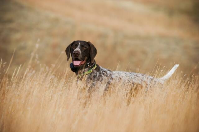 A friend took this picture of Greta this fall on an eastern Montana hunt and we thought you might like to see it. She is such a good girl and is hunting great! Both Hanna and Greta are doing well. Hanna is kind of slowing down a bit, but she is still a sweetheart and is a hunting machine. We had them out on several hunts this year and we are going on one more this weekend. They are of course extremely spoiled and are like two sisters. We don't know what we would do without them. Thanks so much for providing them to us! Jeff & Melanie Harmon, BozemanMT