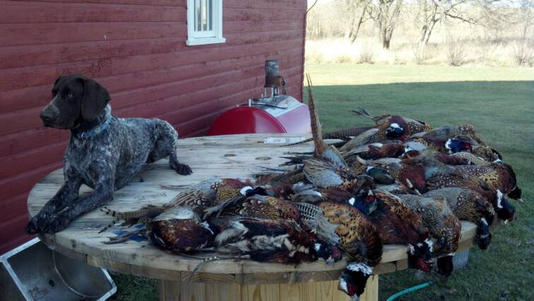 Hey guys, Dixi is doing great finding birds in some of the thickest stuff I have hunted in. Birds are down but we have filled every day. Dixi is starting to retrieve more and finding down birds very well. She has been a great dog around the house and with the new kid also.Very happy with the pup. Tyler light, Wyoming