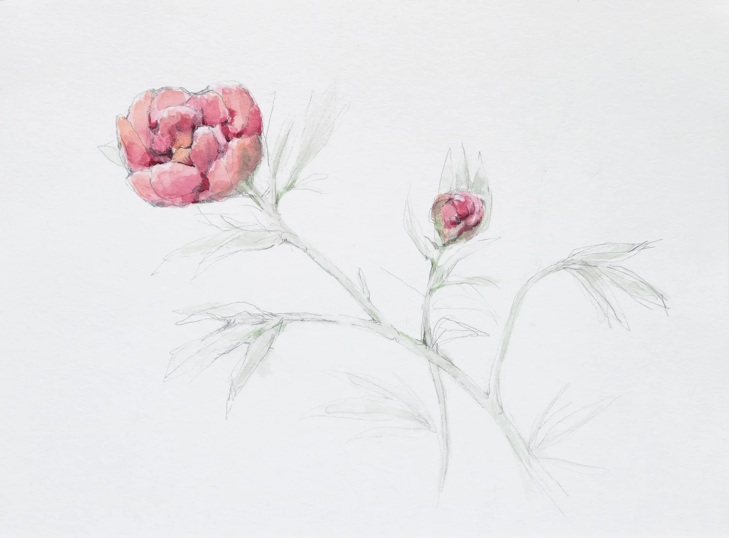 Peony-Contact