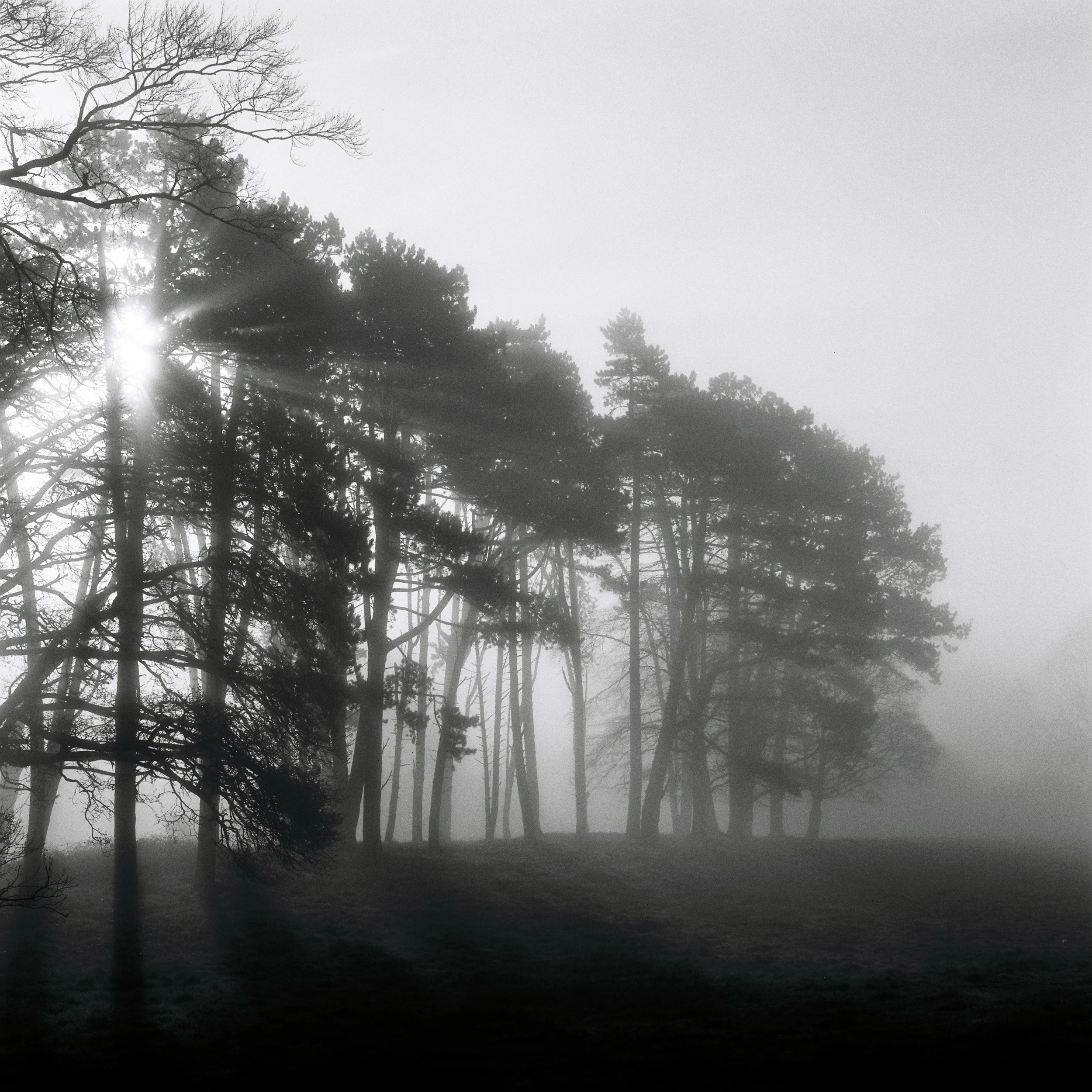 Morning Light