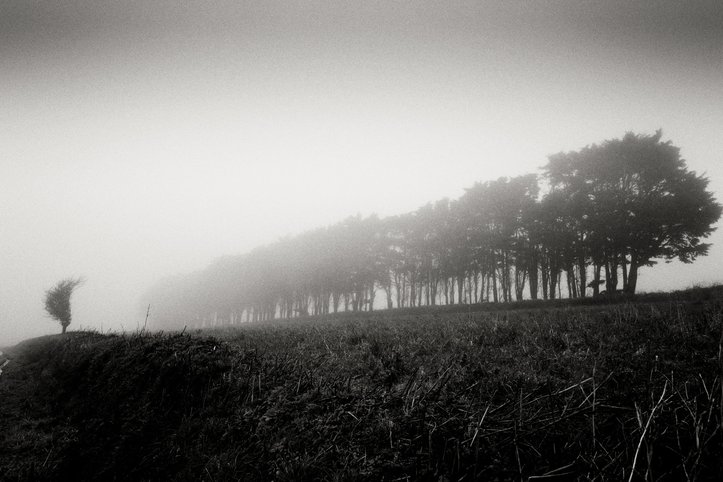 Trees in fog