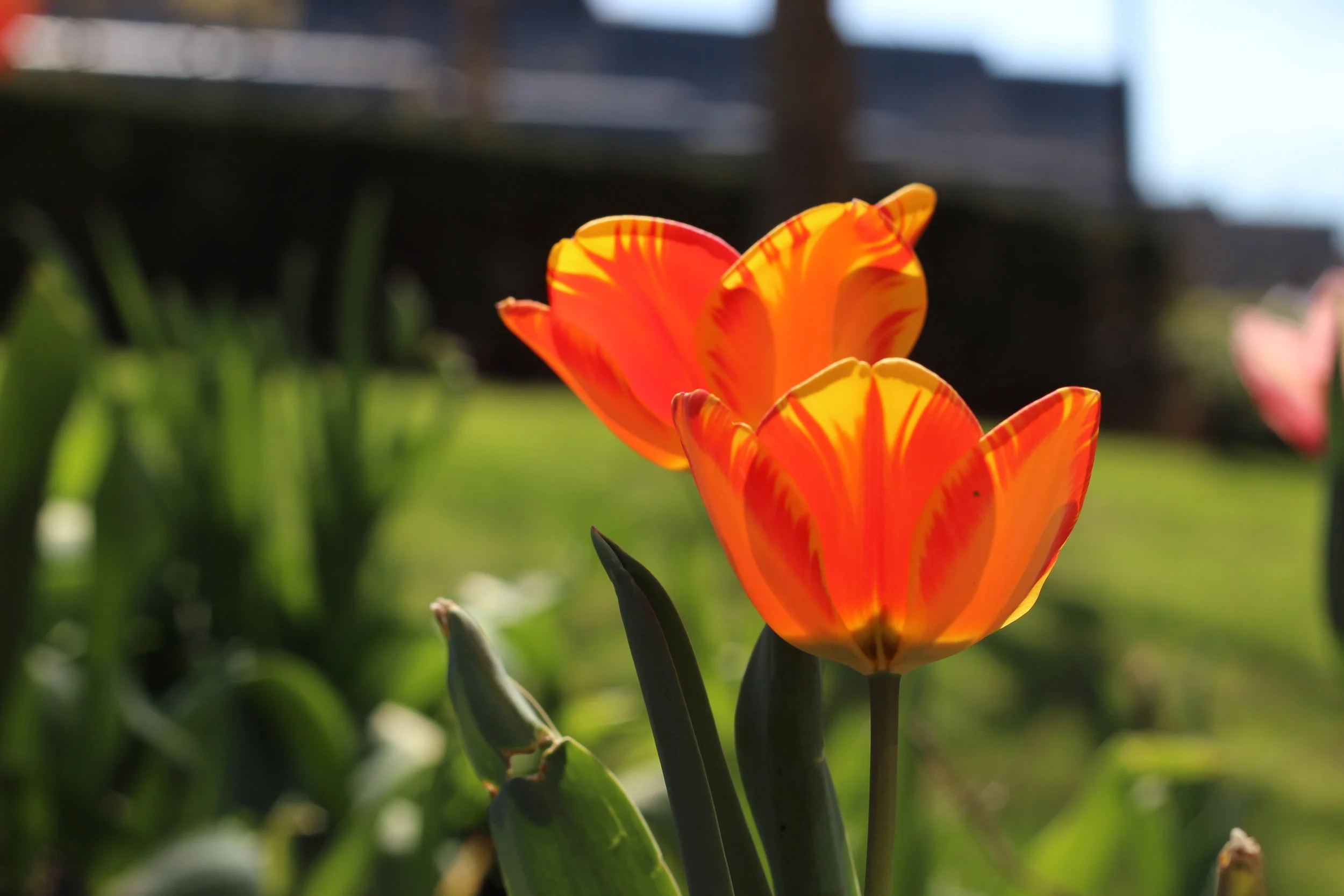 All Hail Carnegie, Alma Mater