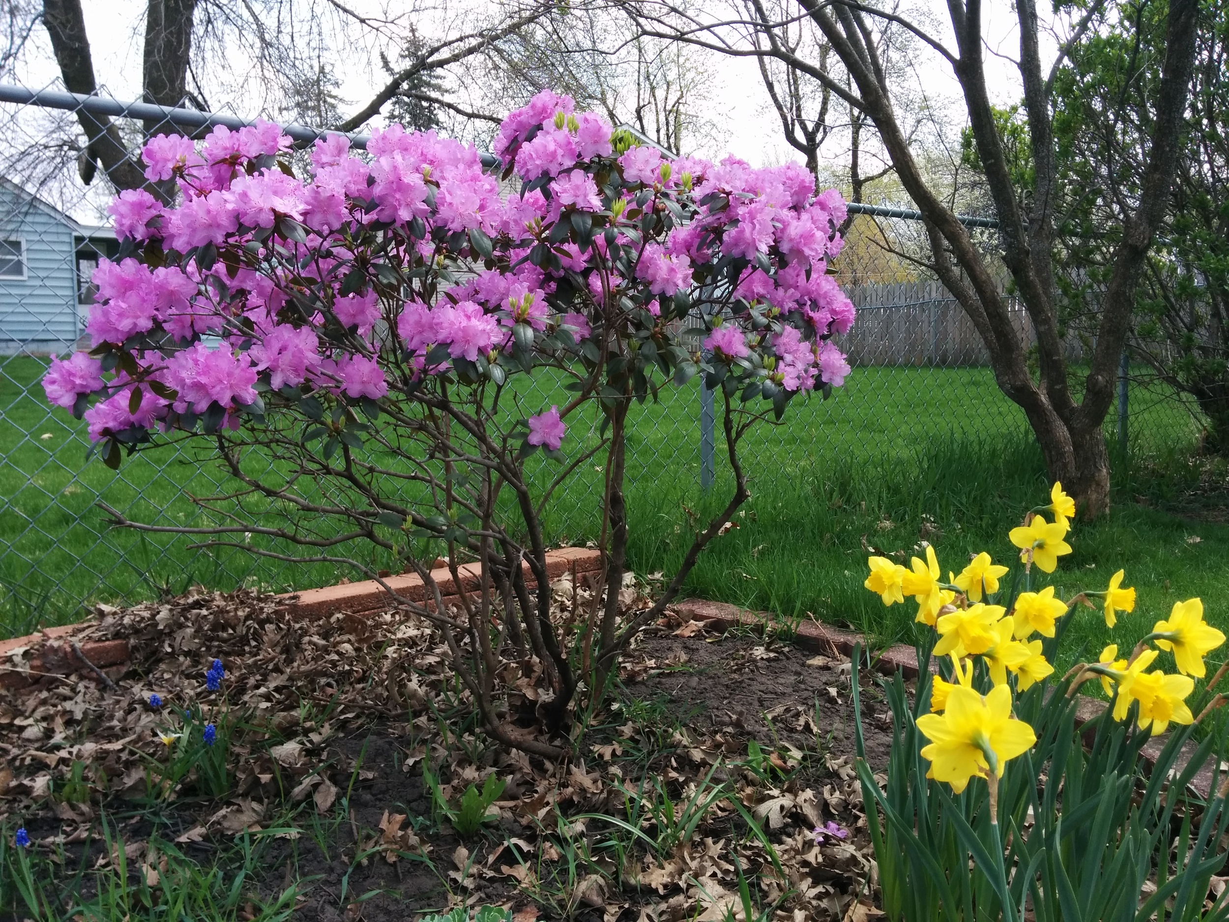 Rhododendron, daffodils, and the tiny grape hyacinths