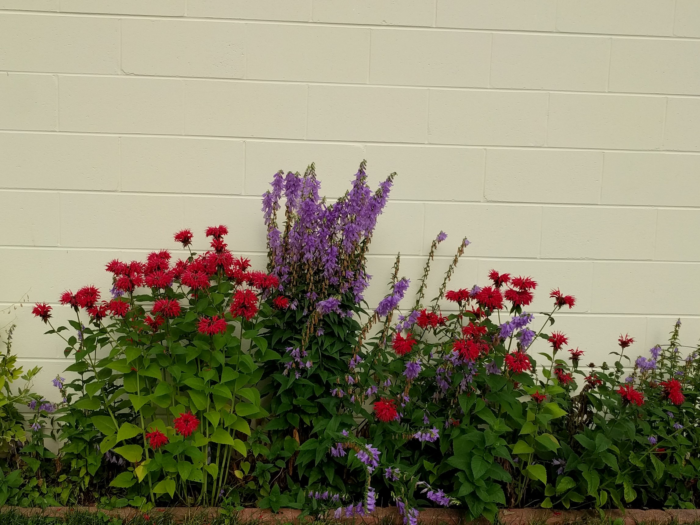 Year 3: Red bee balm and purple harebells in July. The harebells are restrained with a wire tomato cage to keep them from getting wild and tipping into the lawn. 