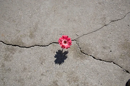 flower in concrete.jpg