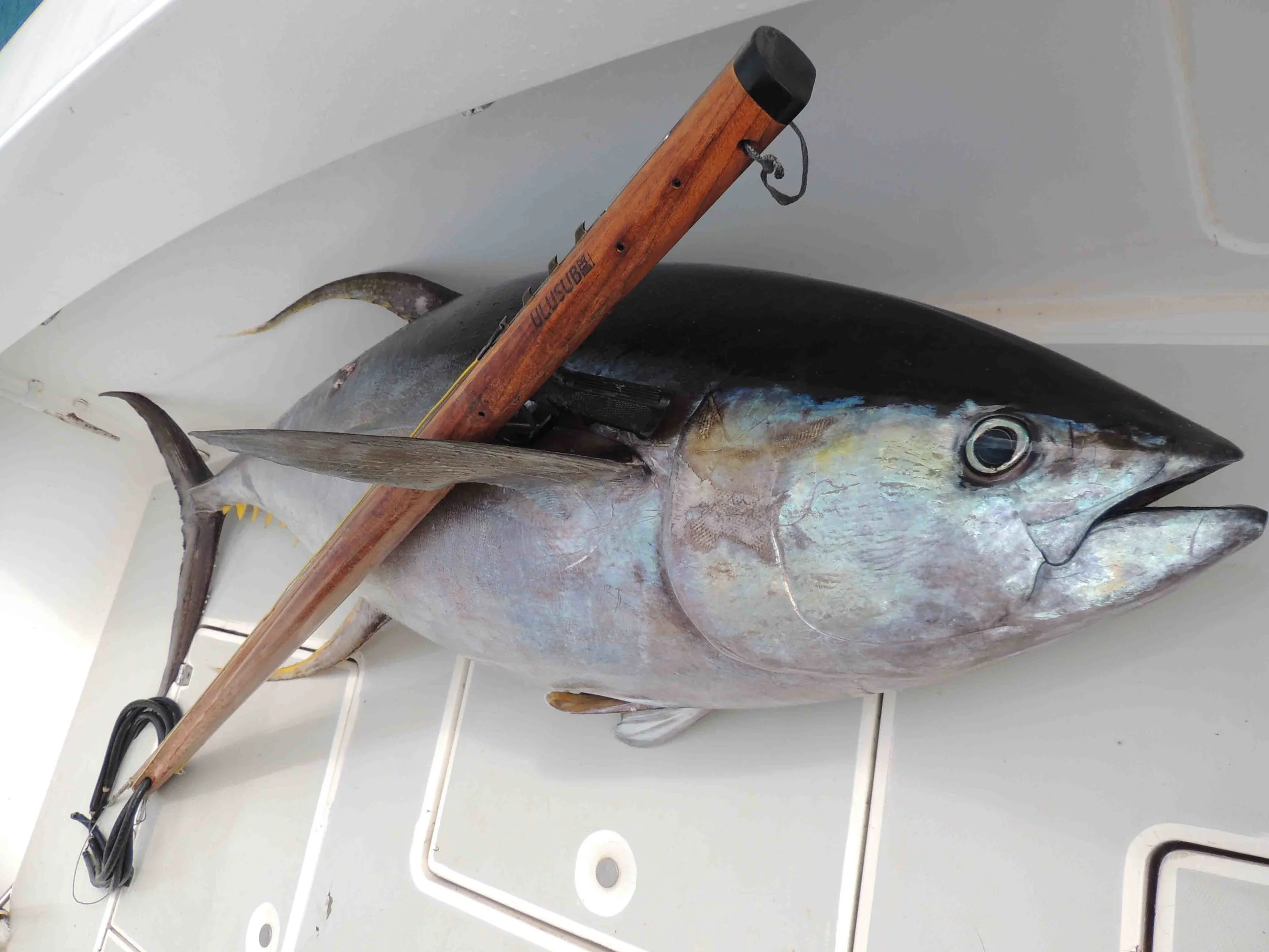 tuna with ulusub gun 1.jpg