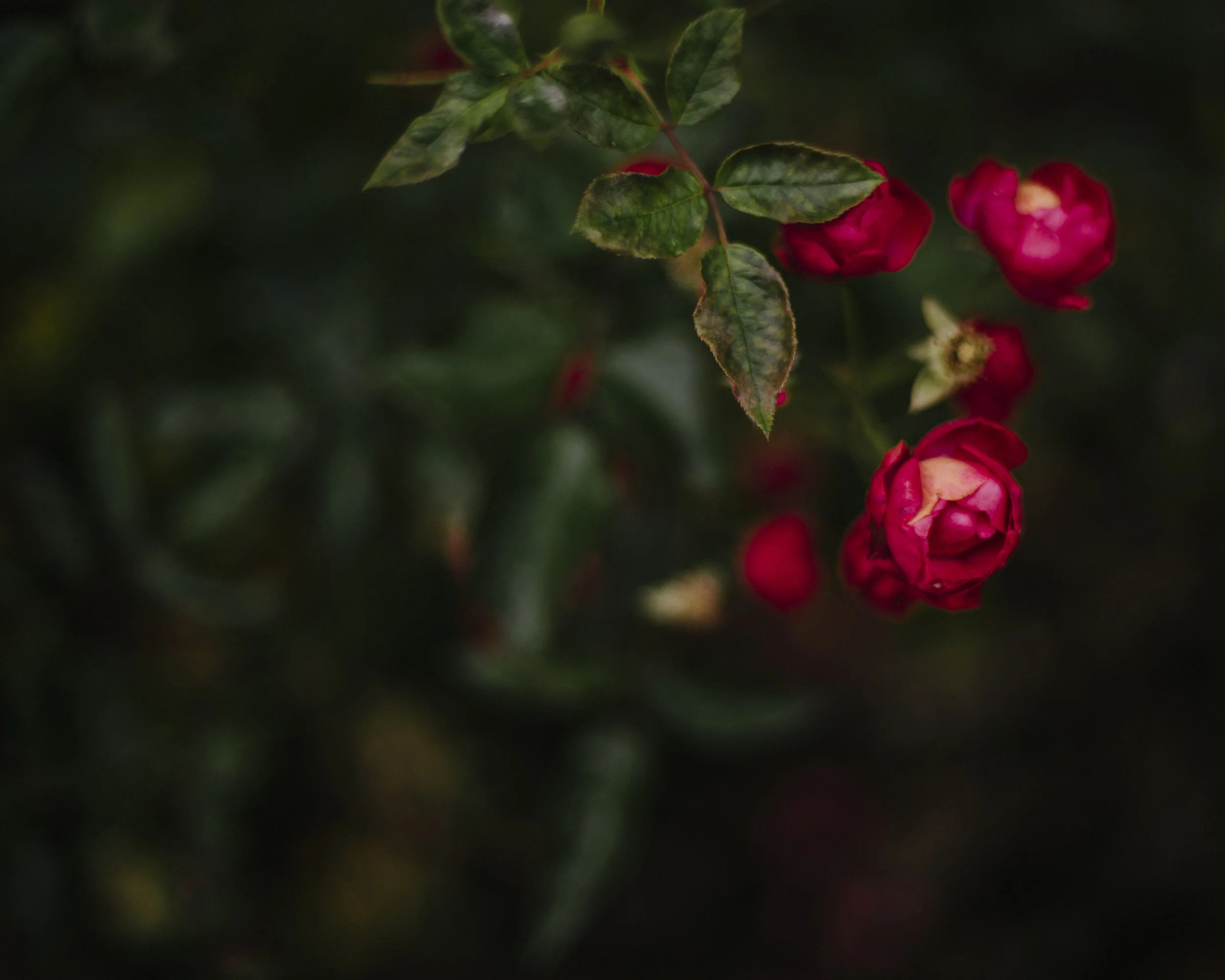 A weathered rose, emerging from the grounds of Sweden 2017.