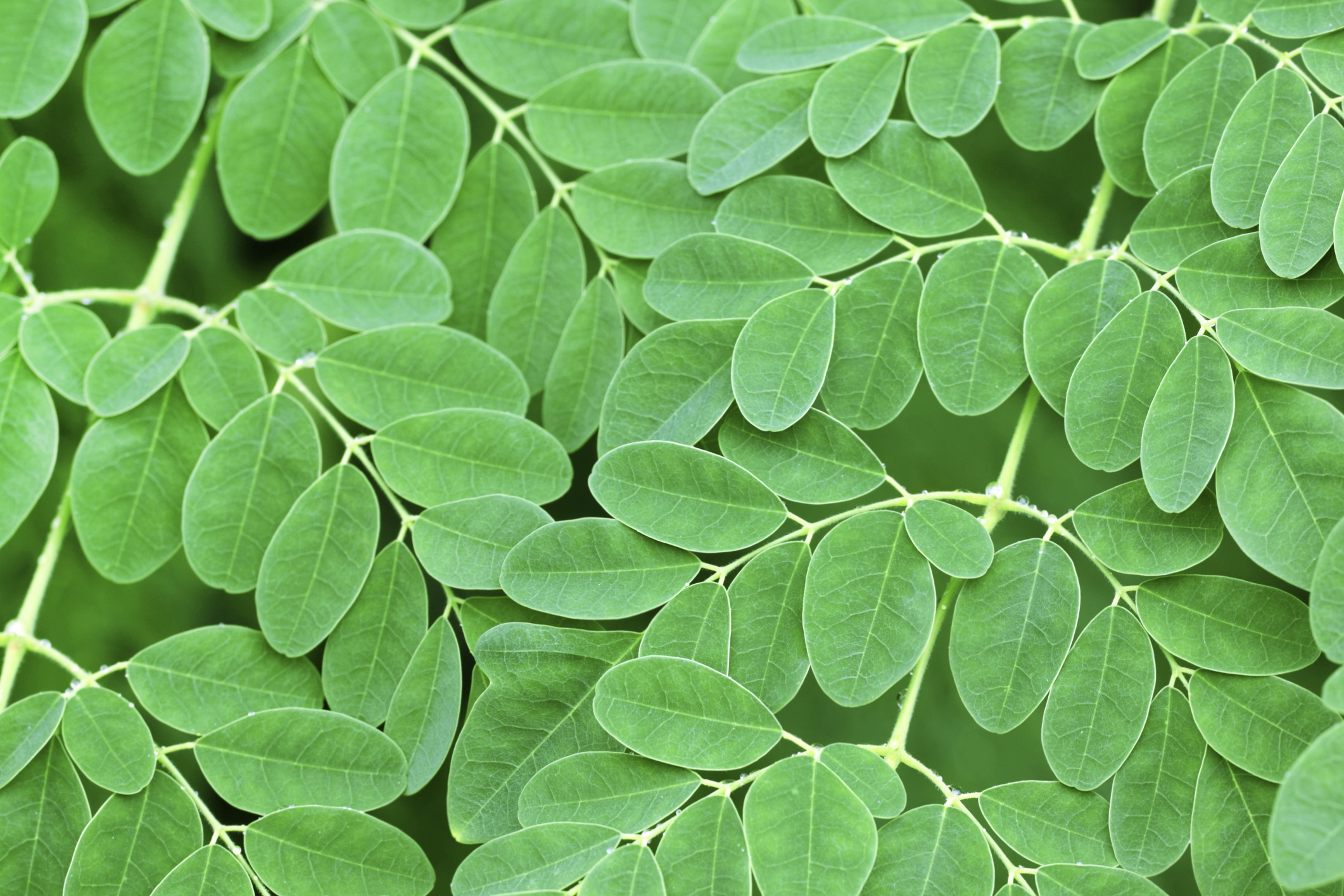 Moringa Leaves