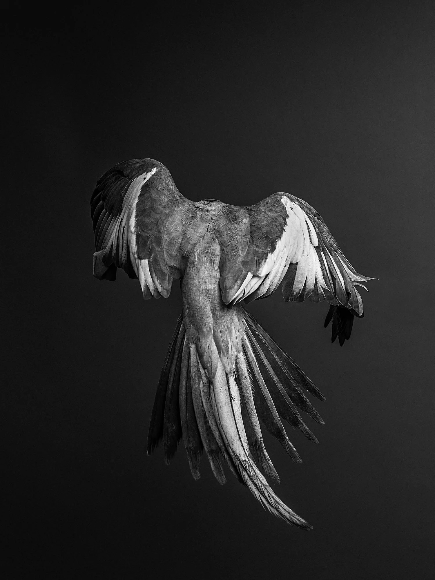 cockatiel_bw_030 copy.jpg
