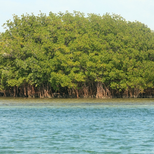 Mangroves shelter coastal economic activity from cyclones