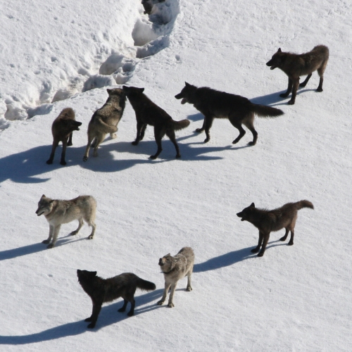 Cross-Jurisdictional Management of a Trophy-Hunted Species