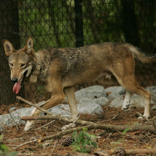 Beyond the Bonus: Reuniting and Adapting to Fragmented Habitat for Red Wolf Recovery