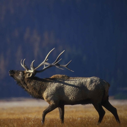 What are the benefits of delisting endangered species and who receives them?
