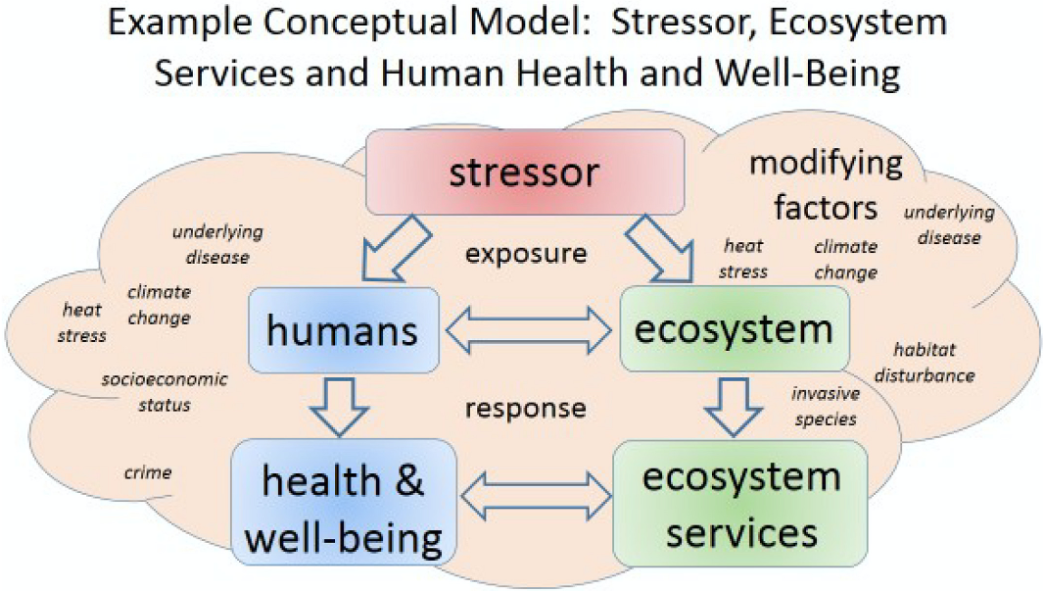 What are the best responses. Ecosystem model. Concept model. What is an ecosystem. Examples of Concepts.