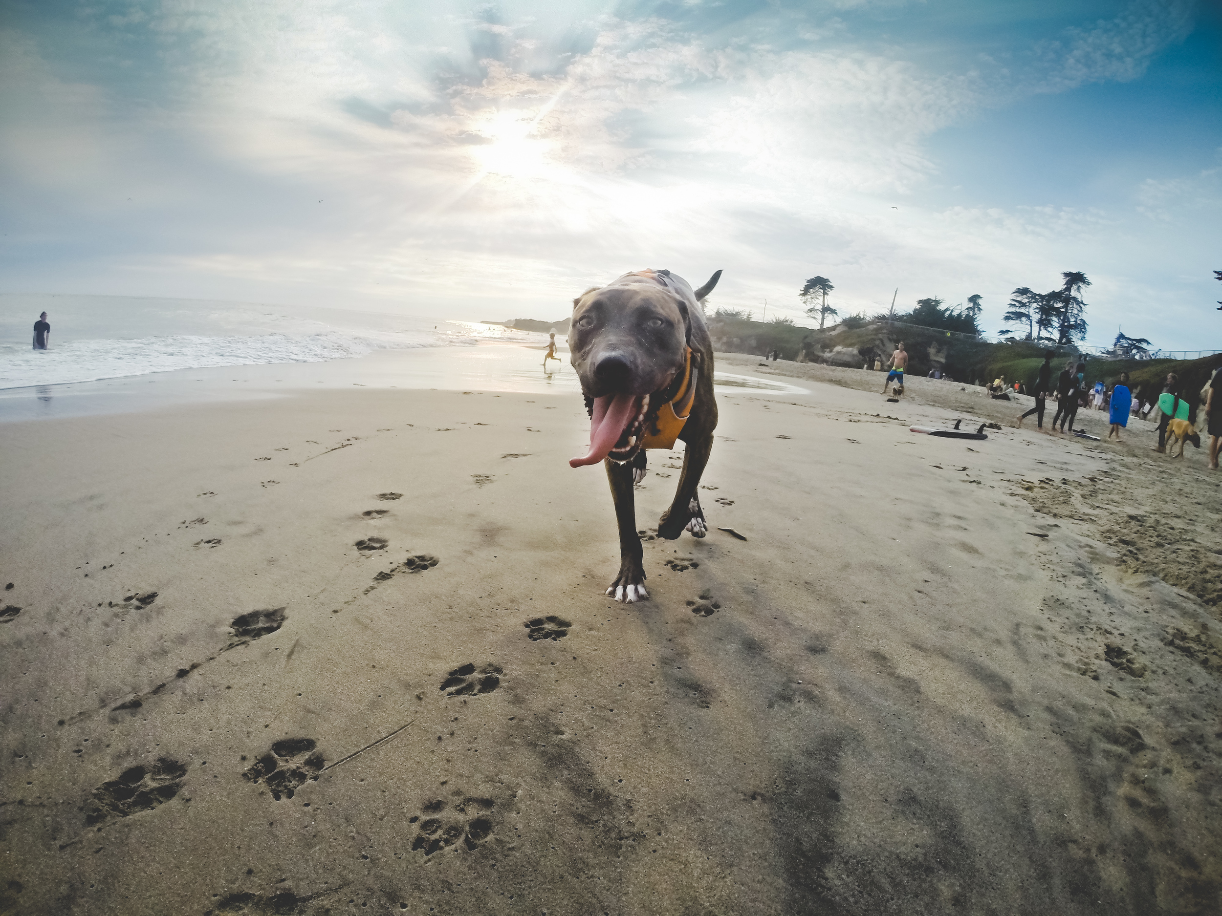 My dog, Galileo