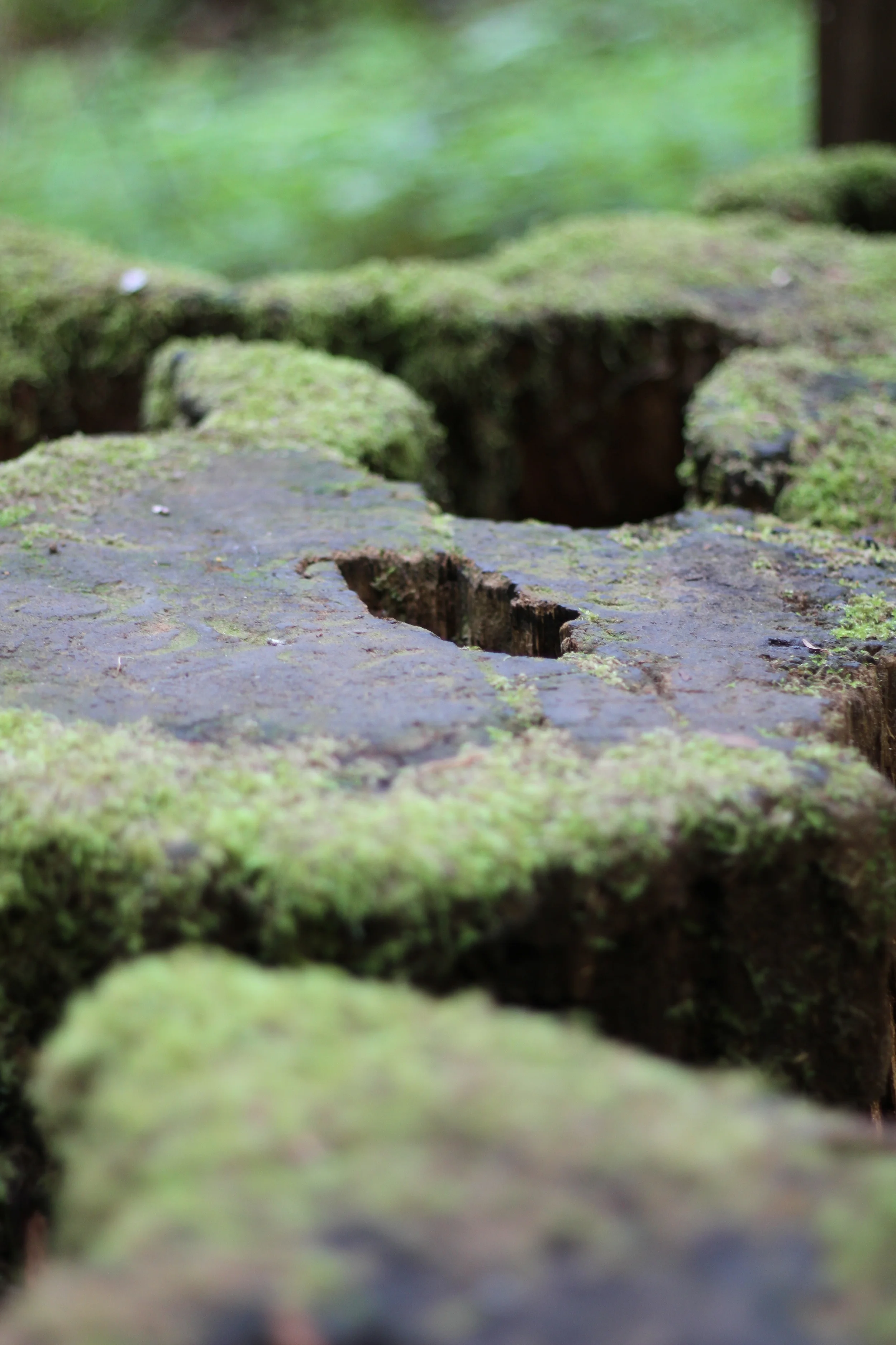 Moss