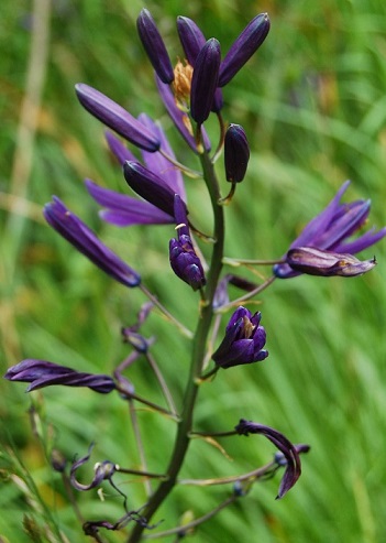 CAMASSIA (Common name: Camas)