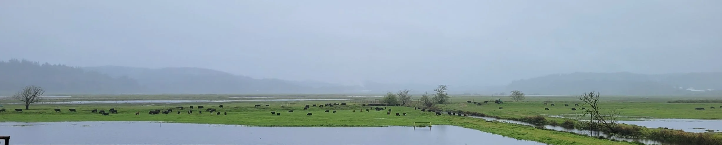 cattle+on+rainy+day+in+winter+lake.jpg